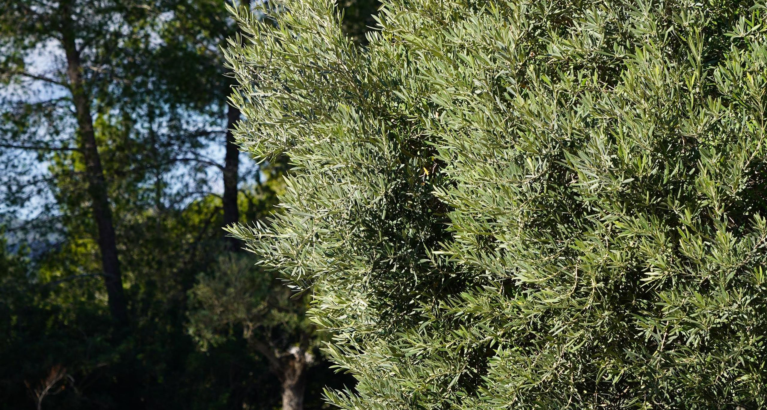 Villa Iris  - Image 3