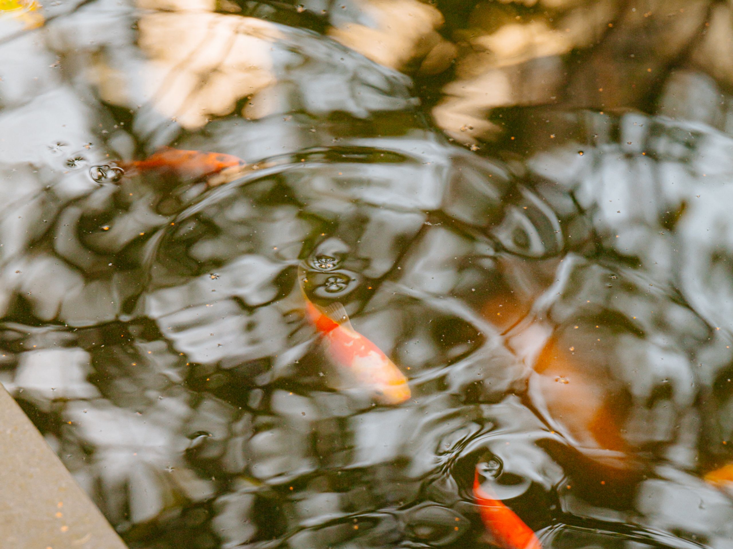 Nieuwe Keizersgracht 54 — 44