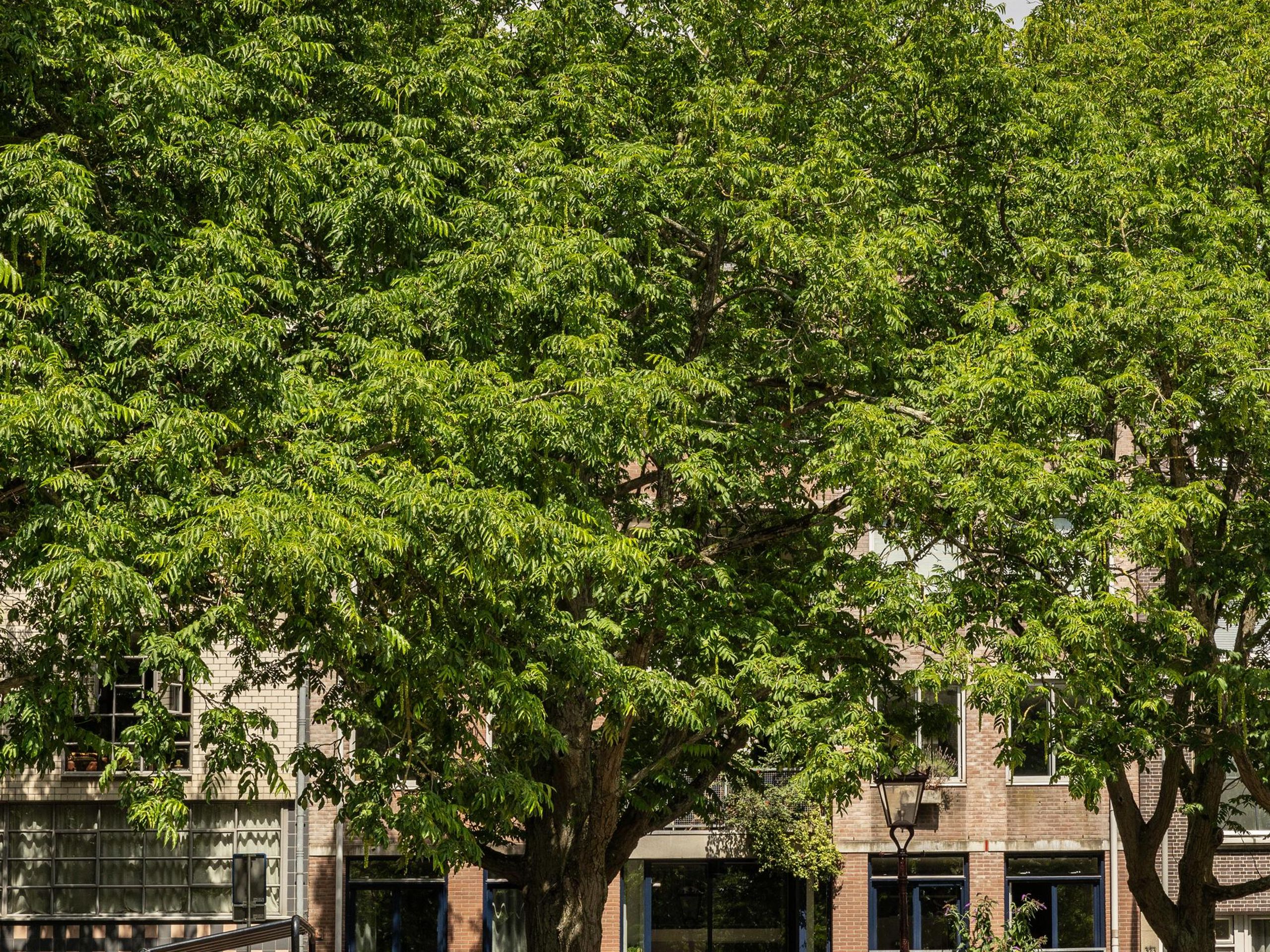 Falckstraat 33 — 25