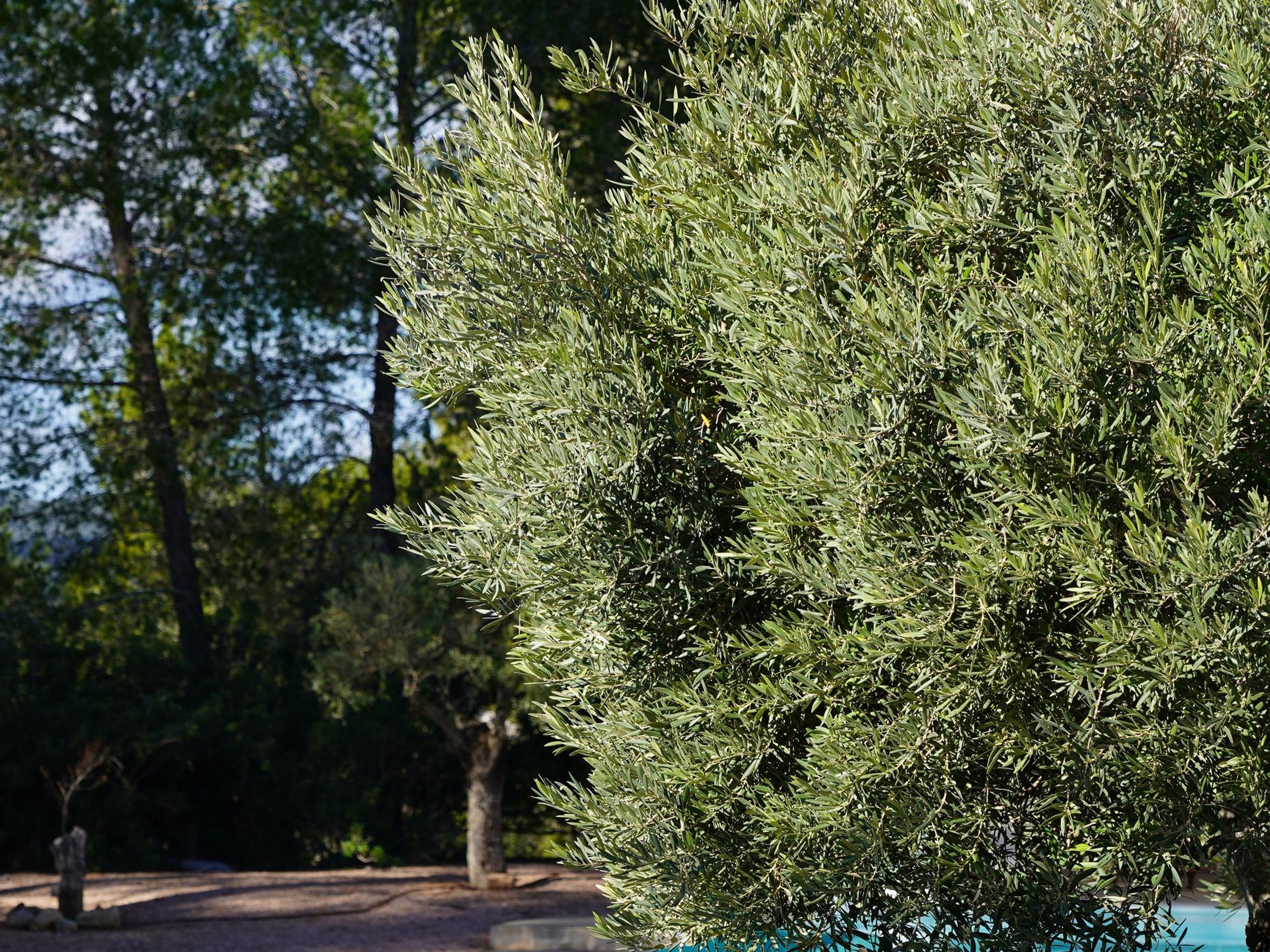 Villa Iris  — 2